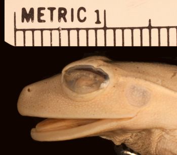 Media type: image;   Herpetology A-15369